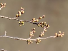 2015年3月13日の様子