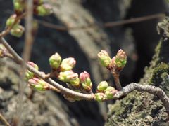 2014年3月21日の様子