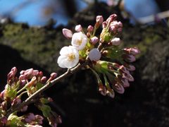 2015年3月24日の様子