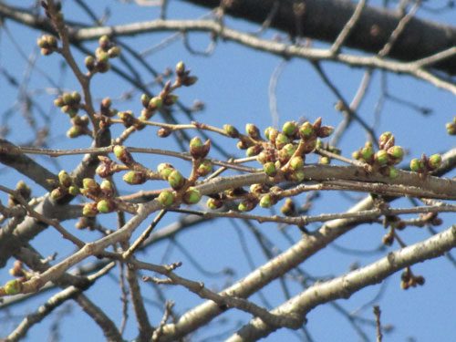 2018年3月6日の様子