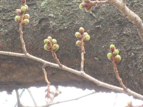 2018年3月11日の様子