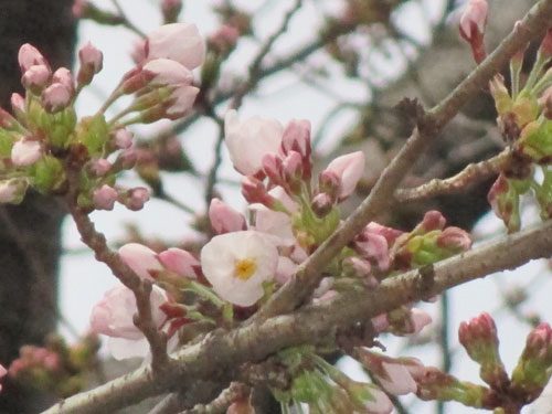 2018年3月18日の様子