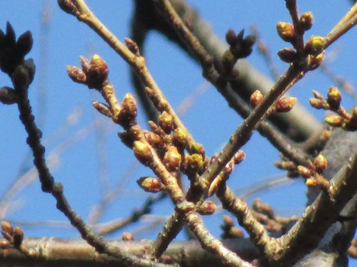 2019年3月8日の様子