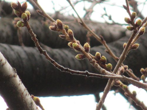 2019年3月11日の様子