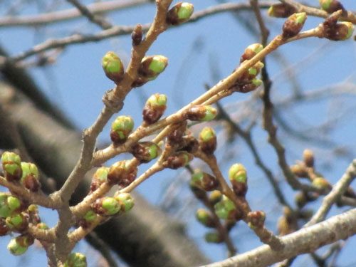 2019年3月13日の様子