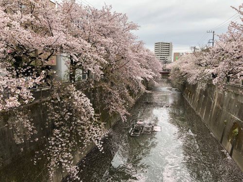 2019年4月8日の様子