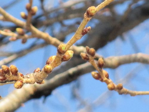 2020年2月27日の様子