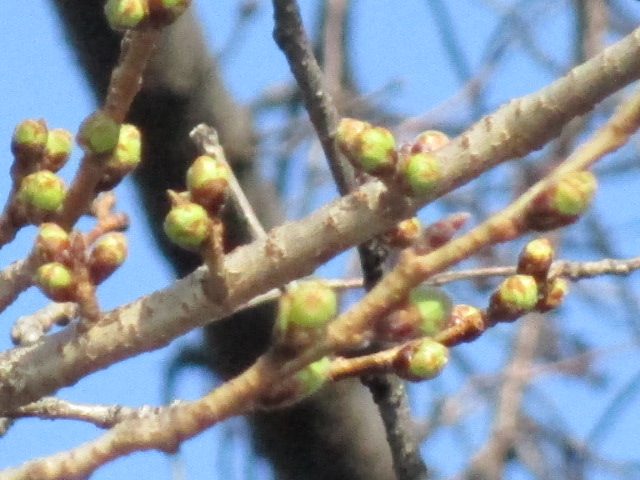 2020年3月3日の様子