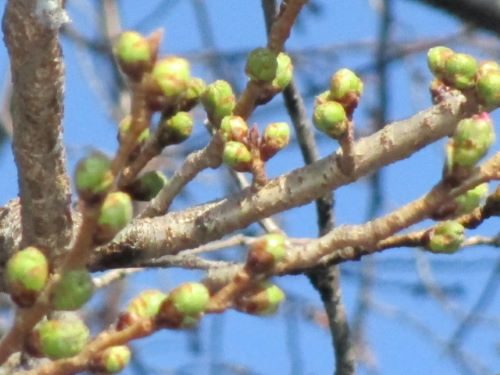 2020年3月6日の様子