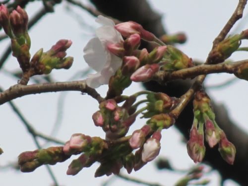 2020年3月13日の様子