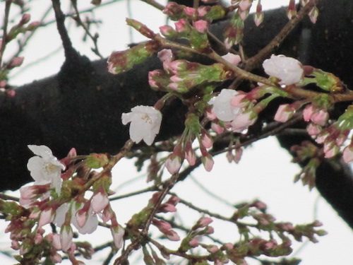 2020年3月14日の様子