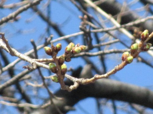 2021年3月3日の様子