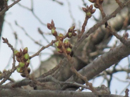 2021年3月4日の様子