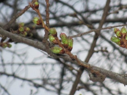 2021年3月9日の様子