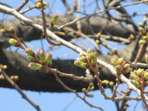 2021年3月10日の様子