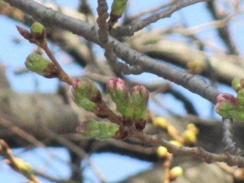 2021年3月11日の様子