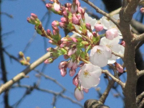 2021年3月14日の様子