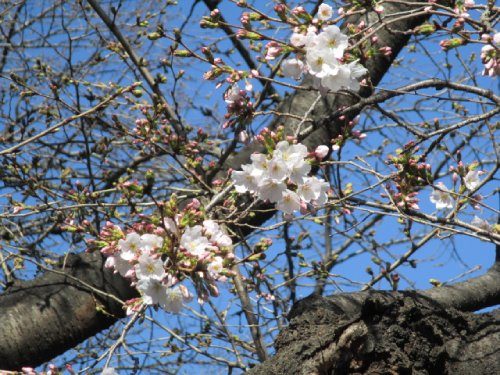 2021年3月15日の様子