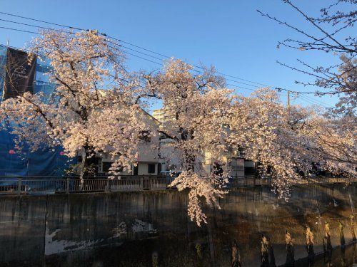 2021年3月26日の様子