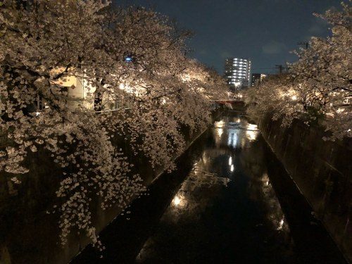 2021年3月27日の夜桜