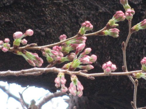 2022年3月18日の様子