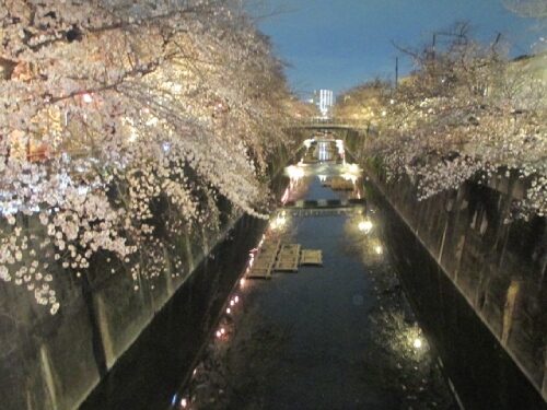 2023年3月22日の夜桜