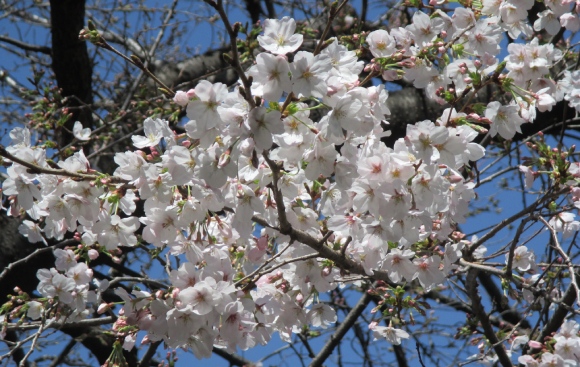 【2024年なかいたさくら便り】3月30日の桜