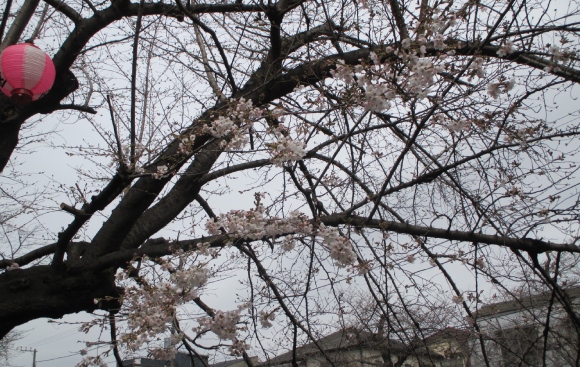 【2024年なかいたさくら便り】3月28日の桜