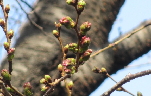 【2024年なかいたさくら便り】3月17日の桜