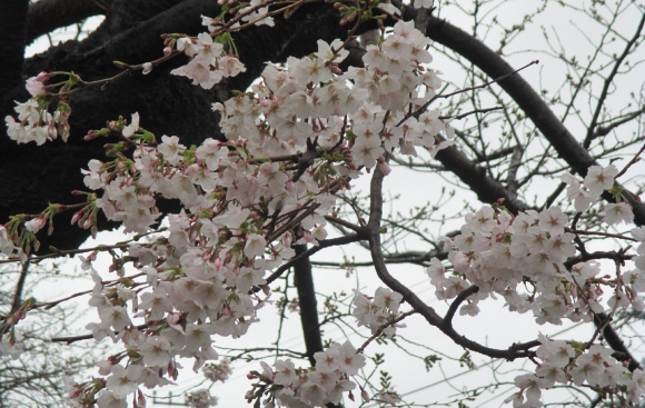 【2024年なかいたさくら便り】3月29日の桜