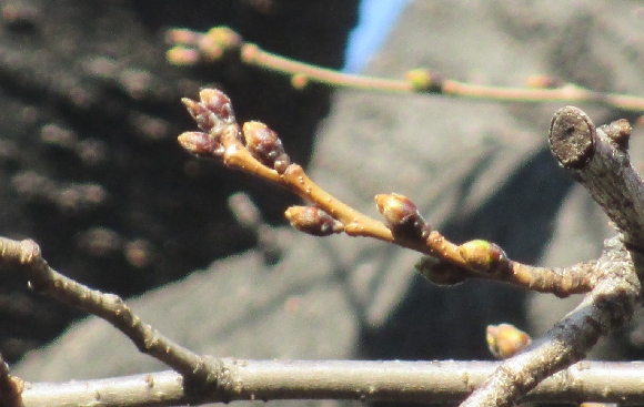 【2024年なかいたさくら便り】3月4日の桜