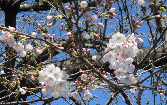 【2024年なかいたさくら便り】3月27日の桜