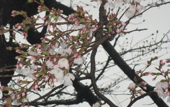 【2024年なかいたさくら便り】3月25日の桜