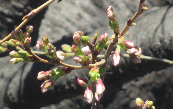 【2024年なかいたさくら便り】3月21日の桜