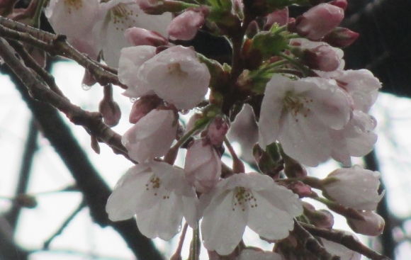 【2024年なかいたさくら便り】3月26日の桜