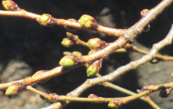 【2024年なかいたさくら便り】3月10日の桜