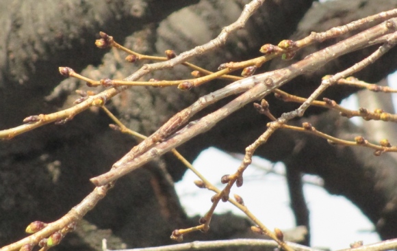 【2024年なかいたさくら便り】3月2日の桜