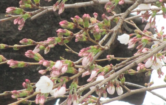 【2024年なかいたさくら便り】3月24日の桜