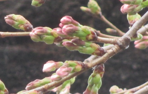 【2024年なかいたさくら便り】3月19日の桜