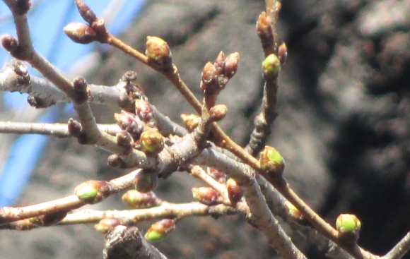 【2024年なかいたさくら便り】3月9日の桜