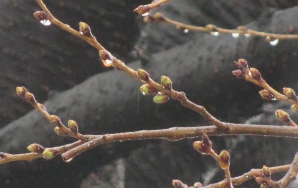 【2024年なかいたさくら便り】3月8日の桜