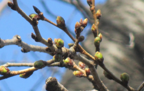 【2024年なかいたさくら便り】3月13日の桜