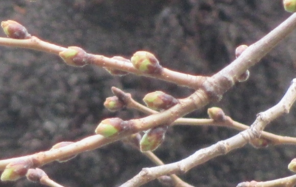 【2024年なかいたさくら便り】3月7日の桜