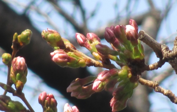 【2024年なかいたさくら便り】3月20日の桜