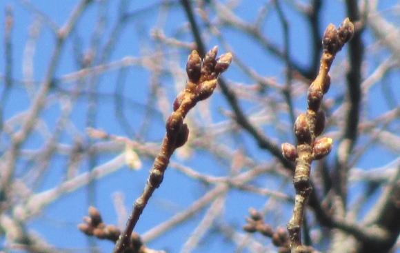 【2024年なかいたさくら便り】3月3日の桜