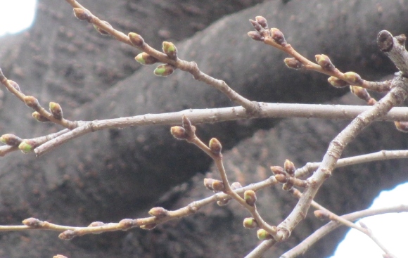 【2024年なかいたさくら便り】3月5日の桜