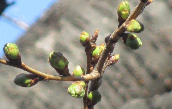 【2024年なかいたさくら便り】3月15日の桜