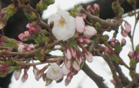 【2024年なかいたさくら便り】3月23日の桜
