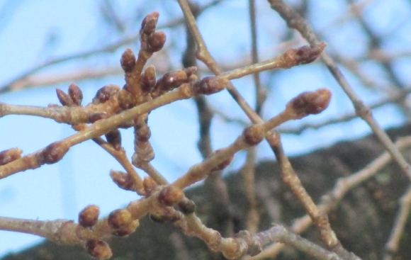 【2024年なかいたさくら便り】3月1日の桜