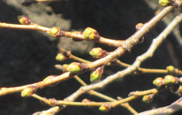 【2024年なかいたさくら便り】3月11日の桜